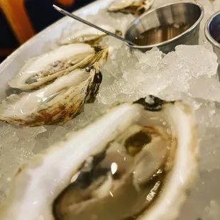 Oyster