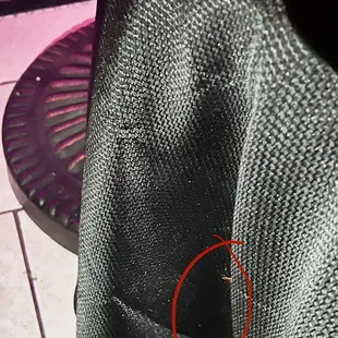 Roach  on our table.