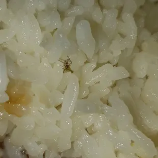 Little taste of Japan Beef Ichibon with a live spider