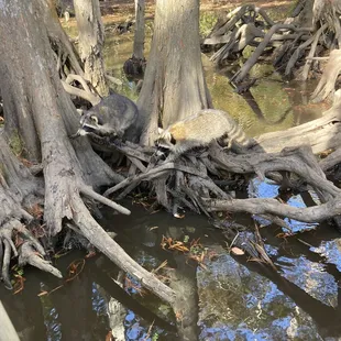 Raccoon in the knees.