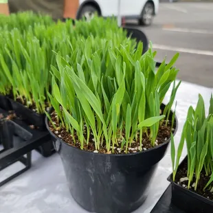 Cat Grass Hawaii, 2023