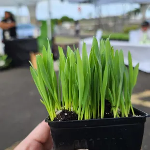 Cat Grass Hawaii, 2023