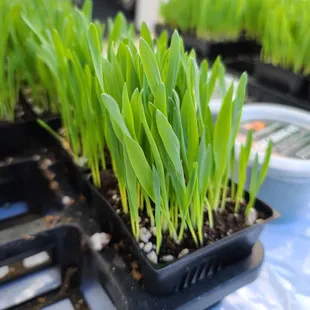 Cat Grass Hawaii, 2023