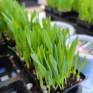 Cat Grass Hawaii, 2023