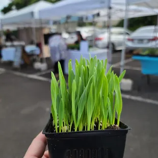 Cat Grass Hawaii, 2023