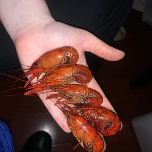 a hand full of shrimp