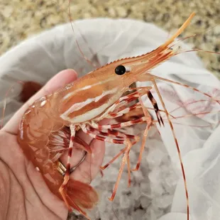 Spot prawns @$36.99/lb