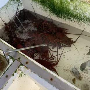 a large shrimp in a tub