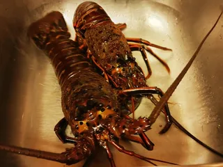D&D SEAFOOD