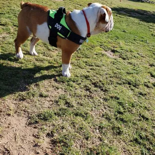 My dogs having a blast