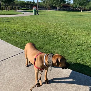 IG: Matcha The Mastiff