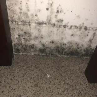 Mold on Wall by headboard