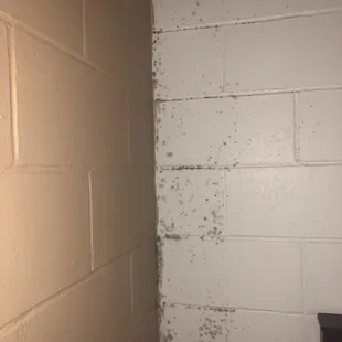 Black mold
