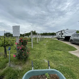 Wheelbarrow near the vines!