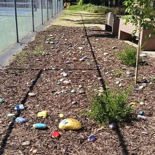 Kindness rock garden