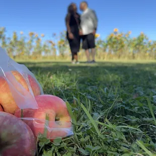 Apples, sunflowers, and sunshine!