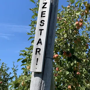 One of the varieties of apple.