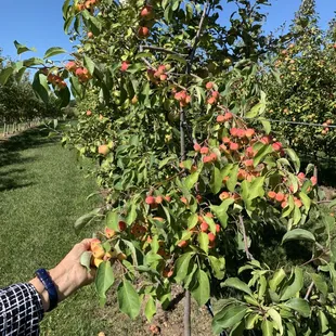 Sabiha Sagri plucking the apples.