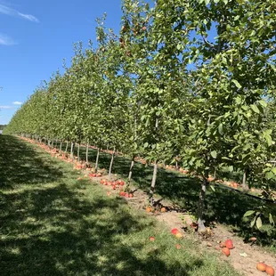 Rows and rows of apples.