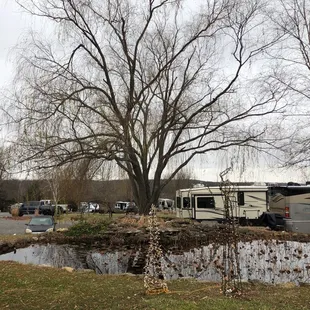 Even in winter the trees are beautiful.