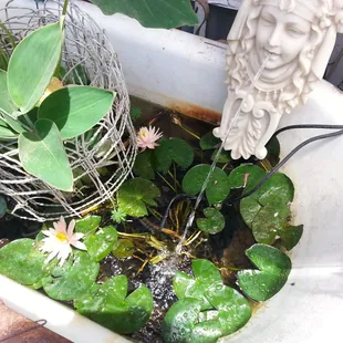 Vintage tub with lily pad flowers