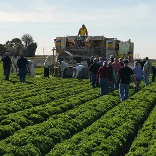 Walking Mann's Packing fields along with guests who attended our Yuma Road Trip to Mann's Packing &amp; Taylor Farms.