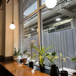 a row of plants on a table in front of a window