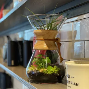 a coffee pot with a plant in it