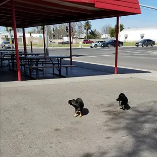 They just want a burger or a fry or maybe a pickle, of course I gave them some fries wiped the salt off too..