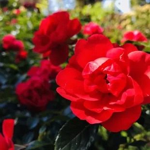 a red rose in bloom