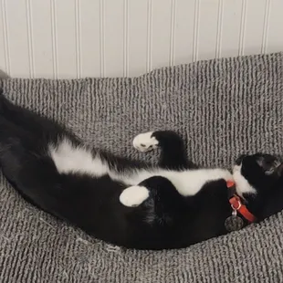 Felix-Sylvester is a back sleeper lounging in his favorite pillow that Ernie sent home with him!