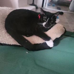 Deluxe but sometimes referred to as Sylvester.