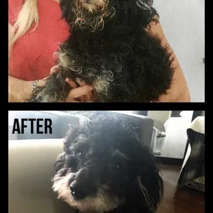 Pee Wees was generous enough to give me photo of him when they got him. He just needed a great home and is handsome and healthy again.