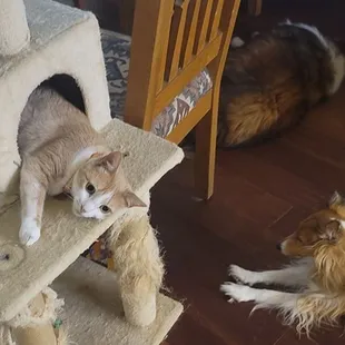 Red hanging out in her treehouse while her friend Buttercup keeps an eye on her.
