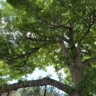 Outdoor tree on patio providing lots of shade