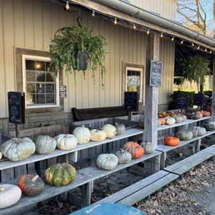 a row of pumpkins on display