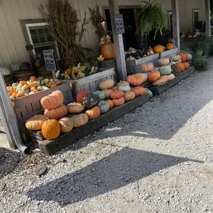 a display of pumpkins and squash
