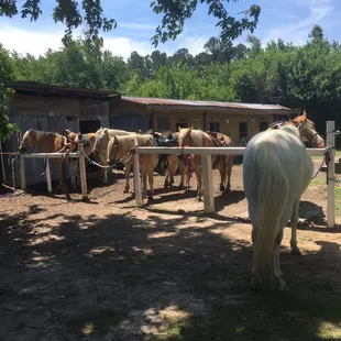 Pheiffer Riding Stables horses are amazing