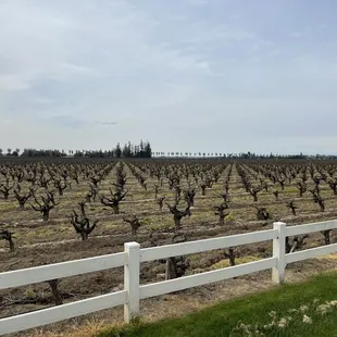 a vineyard with a flag in the foreground