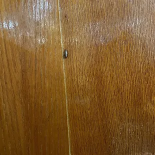 Roach