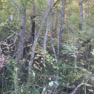Ky forest good stuff man.