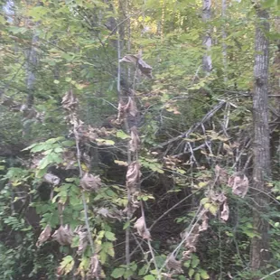 Ky forest!! Good stuff man.
