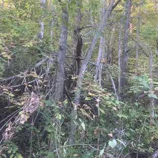 Ky forest