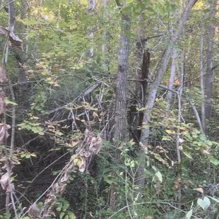 Ky forest