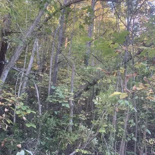 Ky forest