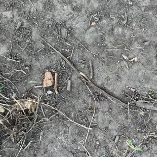The food was as poor as dirt