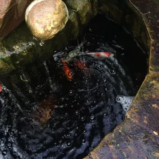 Koi in the fountain at the main house