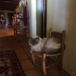 Resident fat cat, welcomes you at the main house...