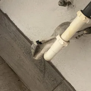Dirty sock under the sink