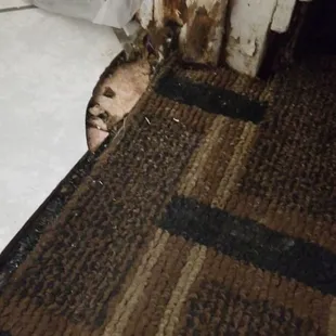 Dead roach and goop. Broken tile floor.